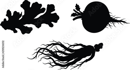 Bild auf Leinwand Black silhouette vector set featuring fresh ginger root, whole beet, and medicin