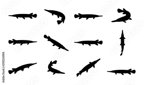 Photography Gar Fish Silhouettes Collection, Aquatic Wildlife Vector Icons, Predatory River