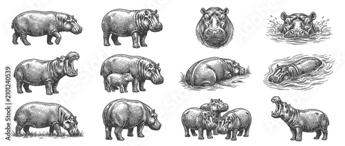 Konstfotografi Collection of Hippopotamus Illustrations in Sketch Style