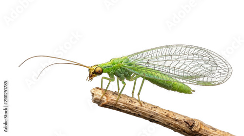 Green lacewing with golden eyes Insect, transparent, png, isolated white isolated on transparent background png