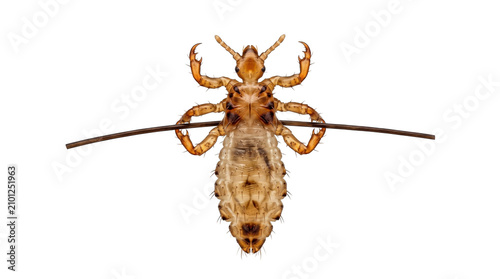 Head louse parasite on hair shaft Insect, transparent, png, isolated white isolated on transparent background png
