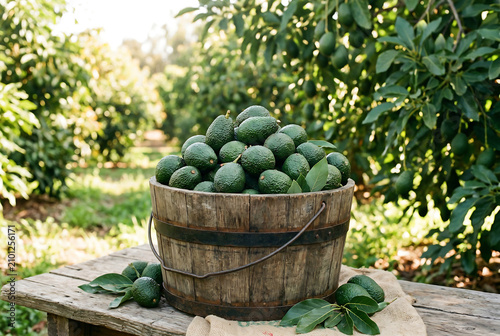 Fresh Green Avocados in Rustic Wooden Bucket in Avocado Farm Orchard
