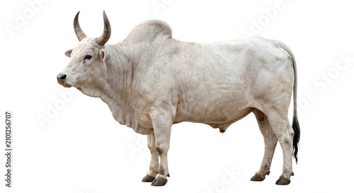 Cuadro en lienzo Majestic white bull with prominent hump and curved horns stands proudly