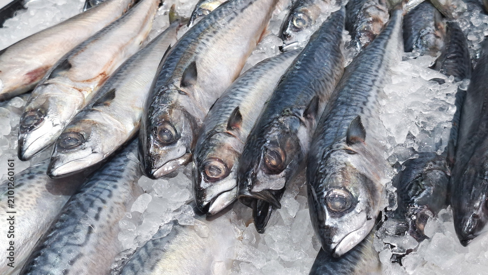 Obraz premium ​Fresh raw saba mackerel fish chiling on crushed ice display at local seafood market supermarket grocery store counter for healthy protein cooking ingredient