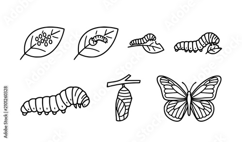 Konstfotografi Butterfly life cycle illustration eggs larva pupa and adult stages