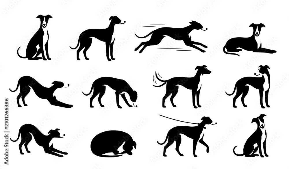 Fototapeta premium Greyhound Dog Silhouette Poses Collection Black and White Vector Illustration Set