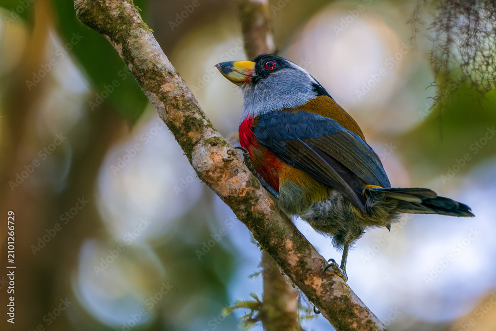 Fototapeta premium Toucan Barbet perched on a tree branch in Bellavista Cloud Forest, Ecuador