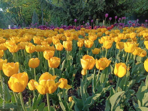 Golden yellow tulips blooming in a spring park at sunset