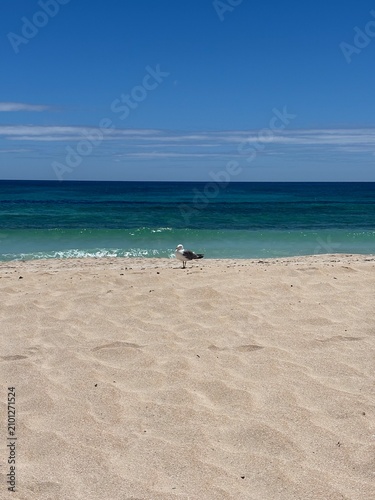 beach and sea, and a seagull in Fuerteventura
