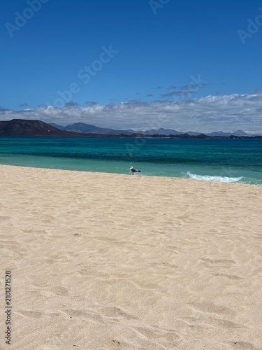 A seagull on the beach in Fuerteventura 