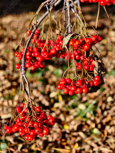 Foto Red bunches of rowan berries against the background of autumn foliage