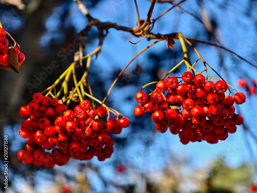 Obraz na plátne Close-up photo of red bunches of rowan berries Sorbus aucuparia against blue sky background