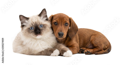 Obraz na płótnie Adorable kitten and puppy cuddling together, best friends forever
