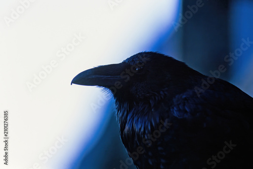 Quadro em tela Black Raven bird in close up