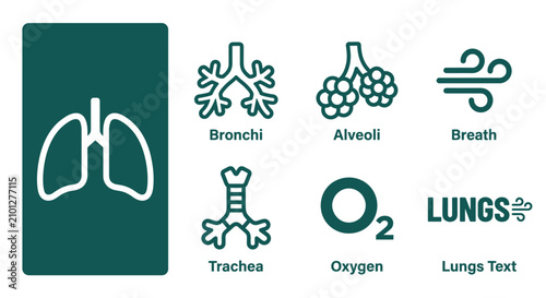 Foto Minimalist dark teal lungs medical icon set featuring anatomical respiratory diagrams of bronchi, alveoli, trachea, oxygen, and breathing symbols in a clean flat vector style