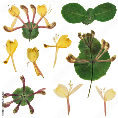 Herbarium. Set of pressed flower, leaves honeysuckle. Digital herbarium, scrapbooking. Flowers, leaves of honeysuckle, isolated on white background.