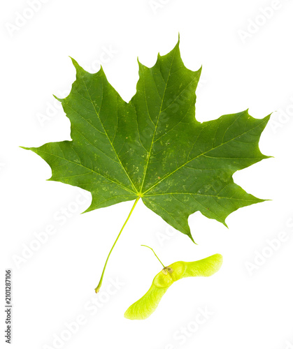 Green Maple tree (Acer Platanoides) leaf with Fruit (Samara), on white background
