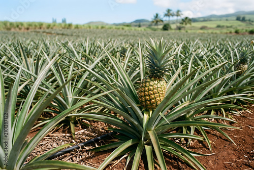 Pineapple Plant Growing on Field with Fruit on Farm Plantation Closeup