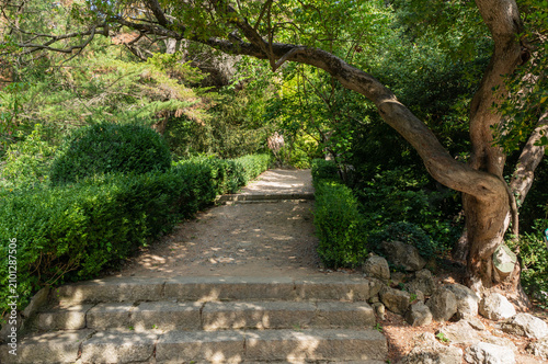 Obraz na płótnie Stone stairs ascend through lush, well-maintained park