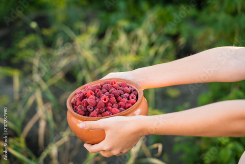 Фотография Person holding a bowl of fresh homegrown raspberries in garden