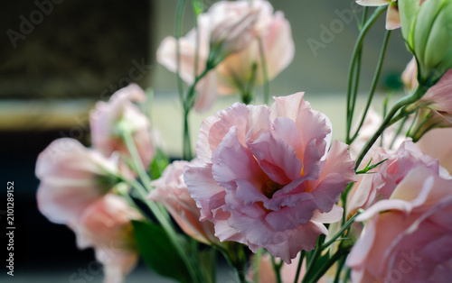 Pink bouquet of eustoma flowers. Japanese rose. Spring