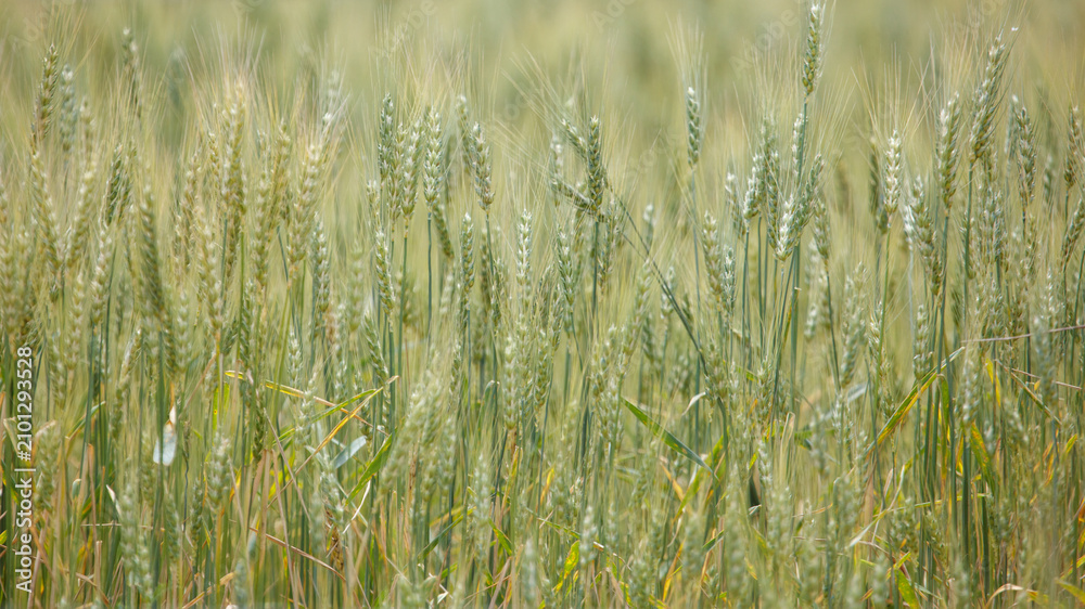 Obraz premium Golden wheat stalks sway gently in the field