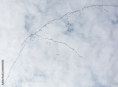 Migrating birds fly in a graceful, winding formation