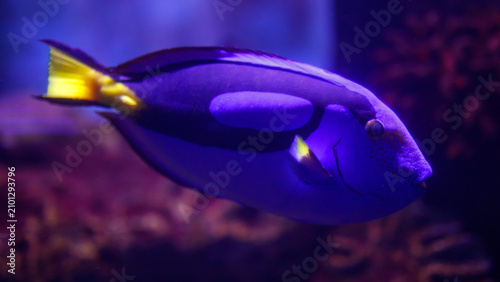 Картината върху платно Blue tang fish moves gracefully through coral