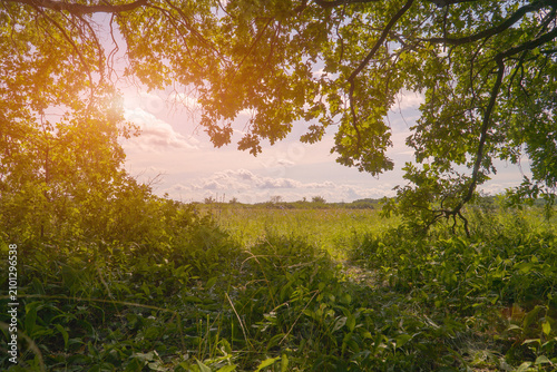Sunlight shining through oak tree branches over a green meadow