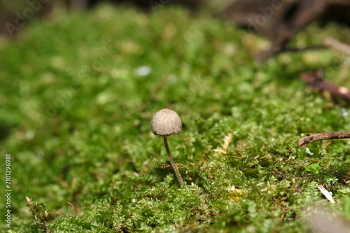 Quadro su tela 苔の間から鱗片に覆われた小さな灰褐色のクヌギタケ科キノコ（日本自然菌・キノコ生態マクロ撮影）