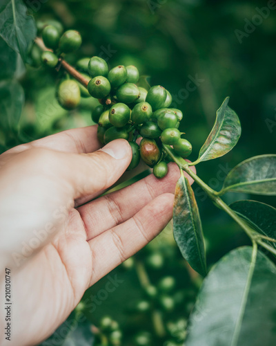 Hand Inspecting Green Arabica Coffee Cherries on Coffee Tree in Plantation Before Harvest