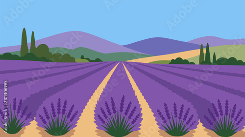 Vector lavender field panorama with neat purple flower rows leading to distant rolling hills, cypress trees, golden paths, blue sky, and serene Provence countryside summer landscape illustration