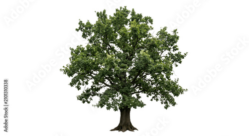 Fotografía Majestic mature oak tree with lush green leaves and strong trunk