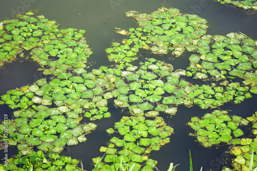 Photography Water caltrop rosettes spread densely across calm river surface forming natural floating vegetation mosaic