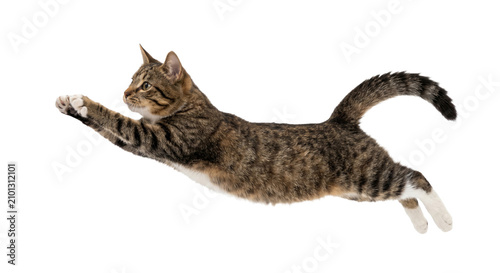 Fotografie Agile tabby cat mid-air leap with outstretched paws and striped tail