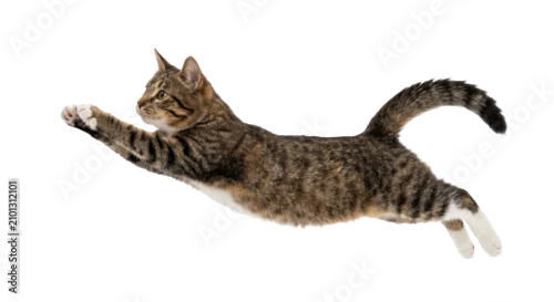 Fototapeta na wymiar Agile tabby cat mid-air leap with outstretched paws and striped tail
