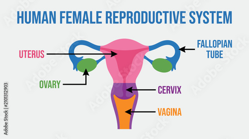 Foto Human Female Reproductive System Diagram