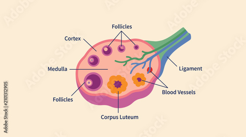 Bild auf Leinwand Human Ovary Anatomy Illustration