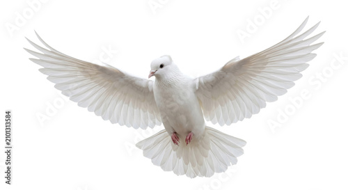 Obraz na płótnie A white dove with wings spread wide in flight, symbolizing peace and hope