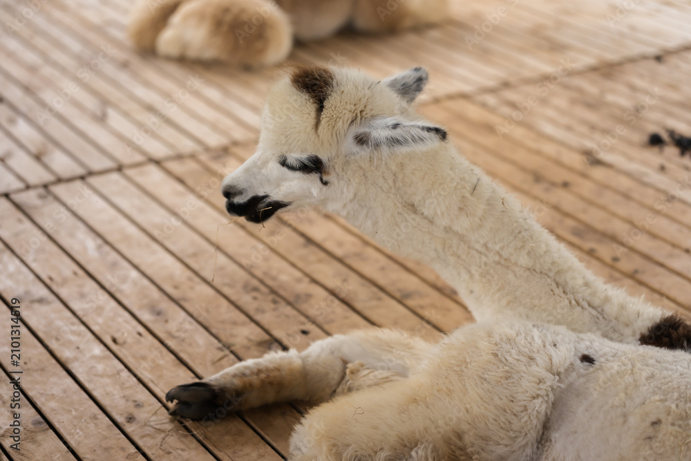 Obraz premium close up alpaca resting in cot