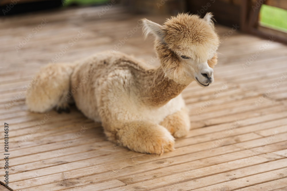 Obraz premium alpaca resting in its cot