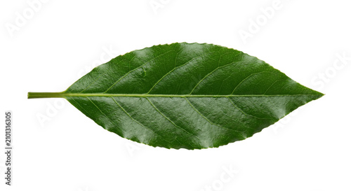 Obraz na plátne Single vibrant green leaf with prominent veins on a clean white background