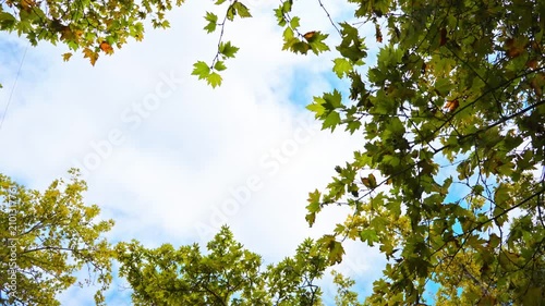 green leaves against blue sky