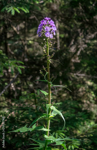 Foto A macro photograph of the blue sow-thistle (Cicerbita alpina), featuring its tall, slender stem topped with a cluster of vibrant purple-blue flowers in a woodland habitat