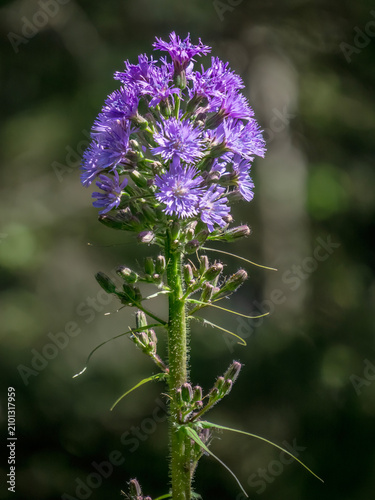Obraz na plátně A macro photograph of the blue sow-thistle (Cicerbita alpina), featuring its tall, slender stem topped with a cluster of vibrant purple-blue flowers in a woodland habitat