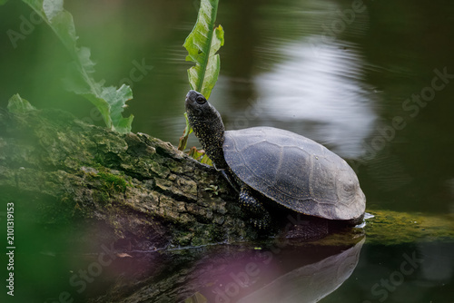 Fotografie Close-up of an adult European pond turtle (Emys orbicularis) lying on a wooden log, basking on a summer day, perpendicular to the camera lens, with green water lily pads in the background
