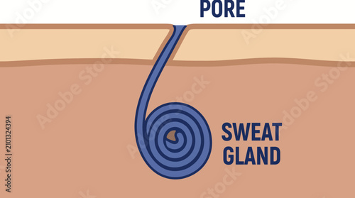 Bild auf Leinwand Human Sweat Gland Anatomy Illustration
