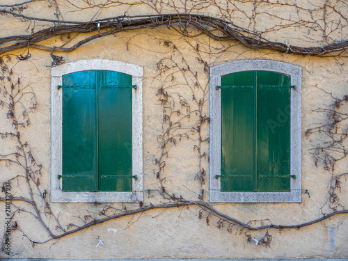Bild auf Leinwand Pair of closed green wooden shutters on stucco facade with dormant climbing vine