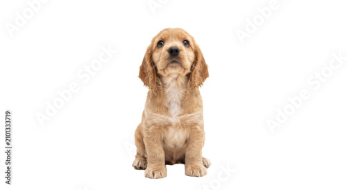 Cuadro en lienzo Adorable golden cocker spaniel puppy sitting patiently and looking up