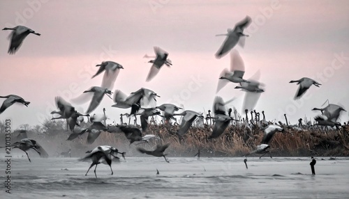 Flock of birds taking flight over river at sunset with wildlife landscape migration environment riverbank silhouette